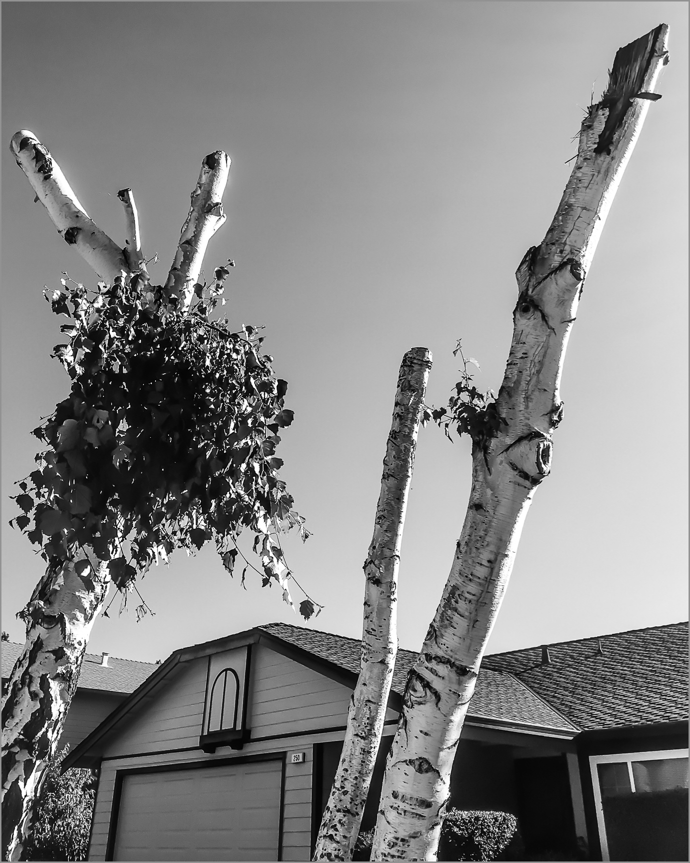 Resilience 5 - Birch series