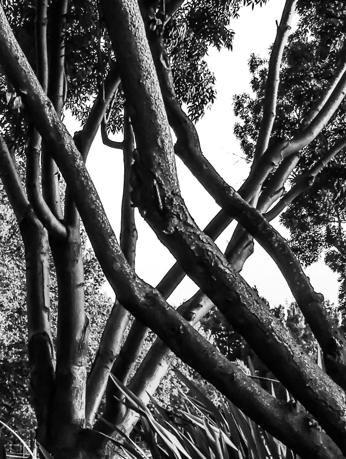 Criss crossing limbs 5214