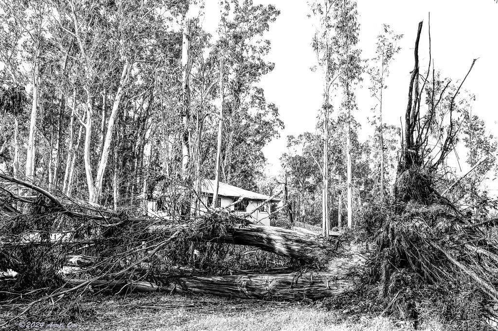 Monochrome Mondays: Eucalyptus down – February&nbsp;2024