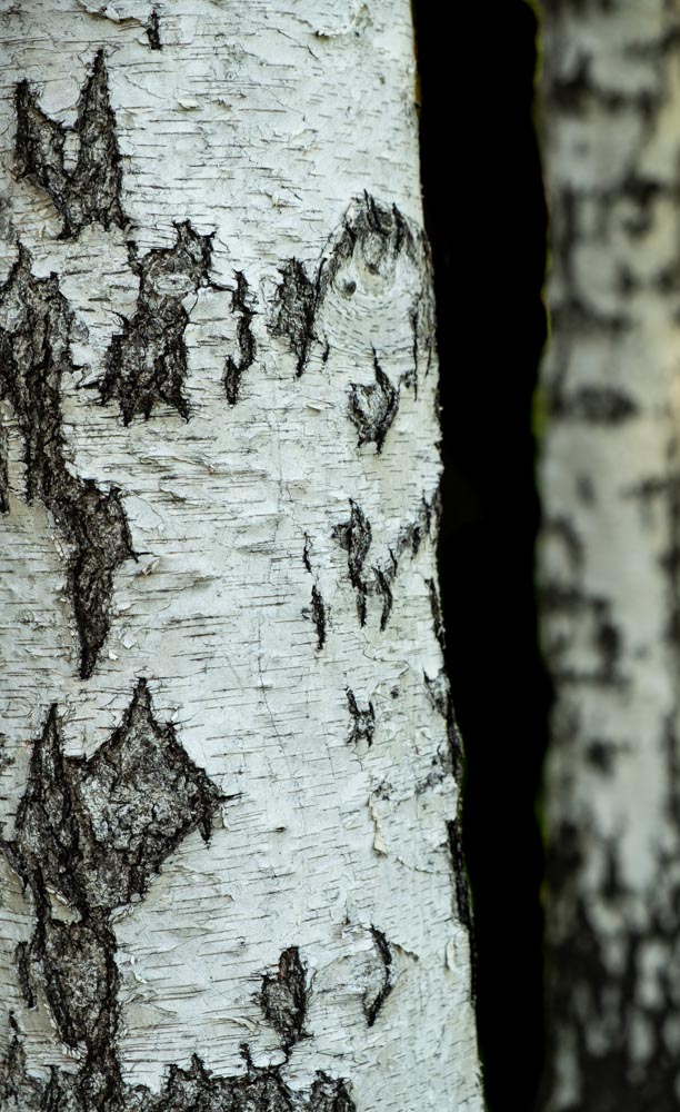 White Birch