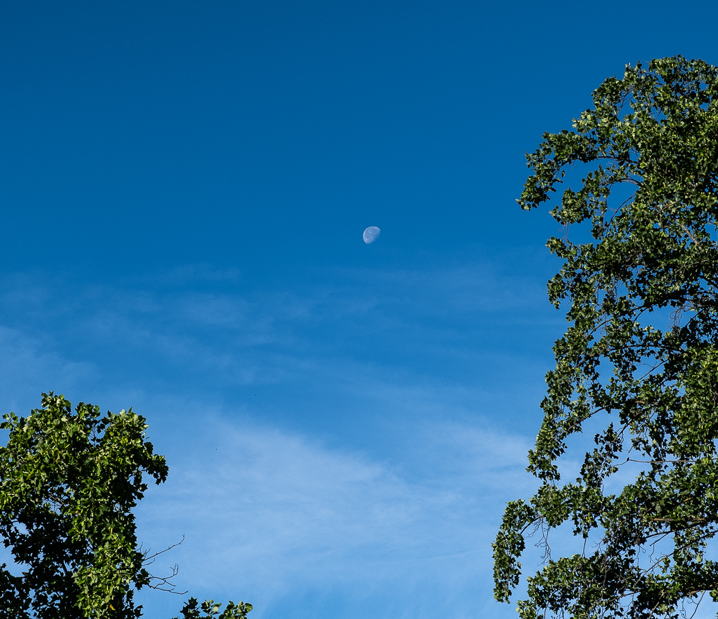WW-Trees playing with the moon-0275-2