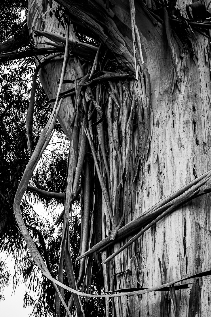Monochrome Mondays –&nbsp;Eucalyptus