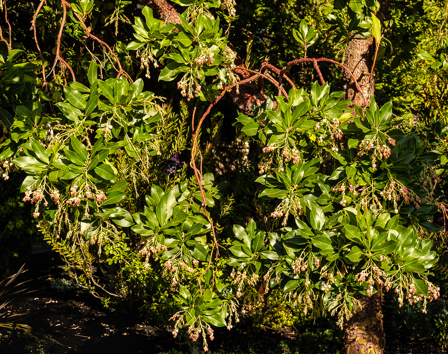 Flowering Madrone-0041