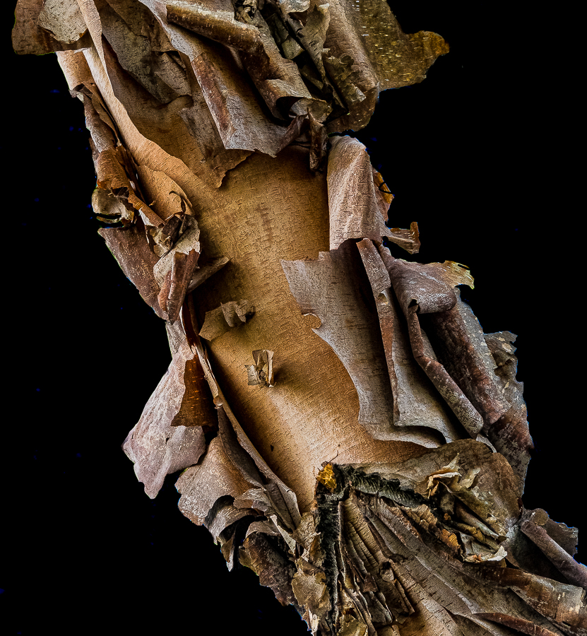 WW-tree bark like paper-0494