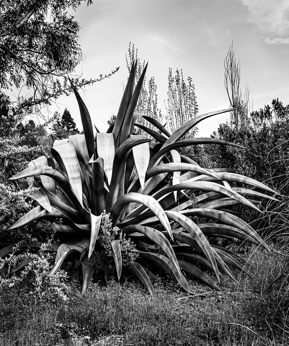 Monochrome Mondays: Maguey