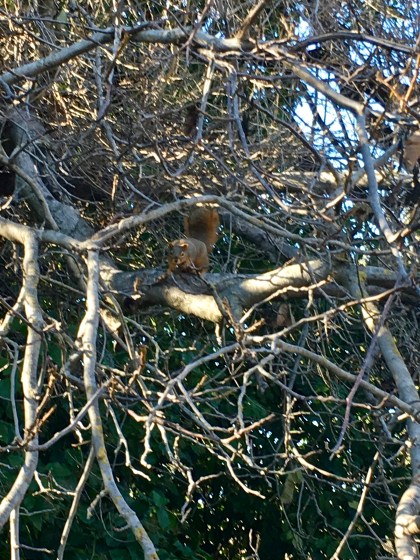 squirrel-in-tree