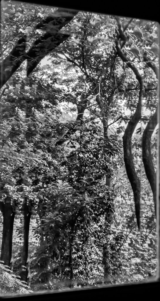 B&amp;W Bevelled Glass -0987