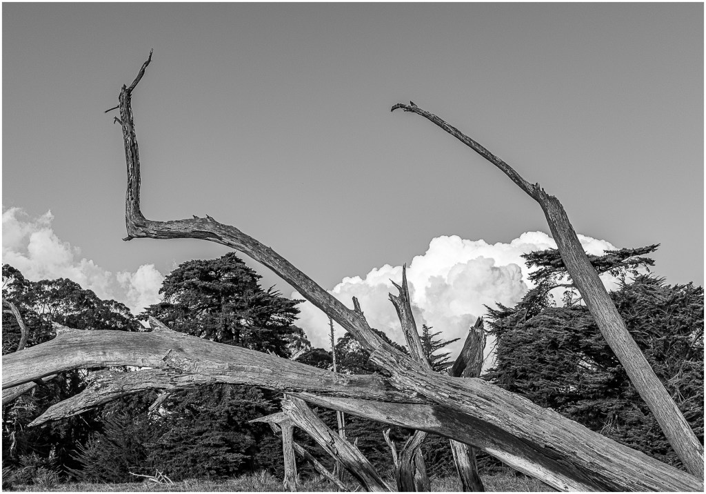 Monochrome Mondays: Lighthouse Field, Santa&nbsp;Cruz