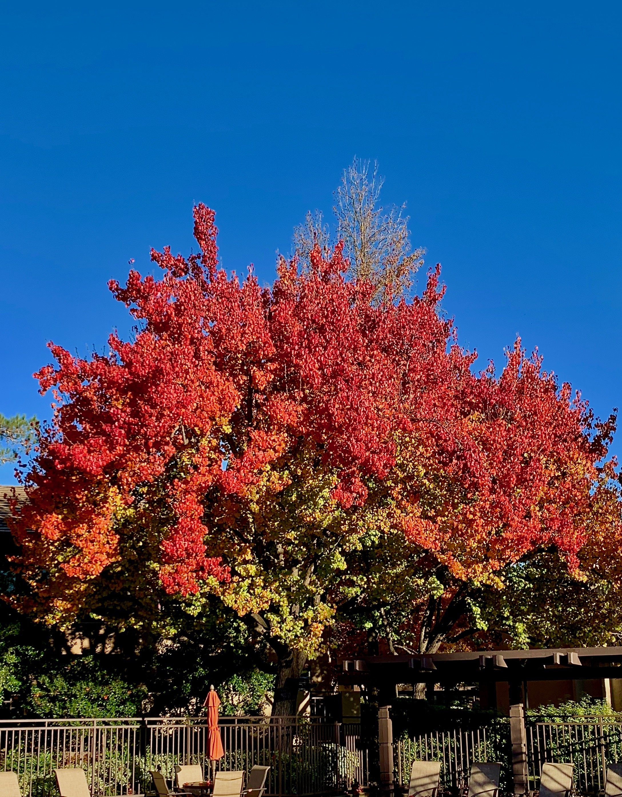 Smokeless fire IMG_5776