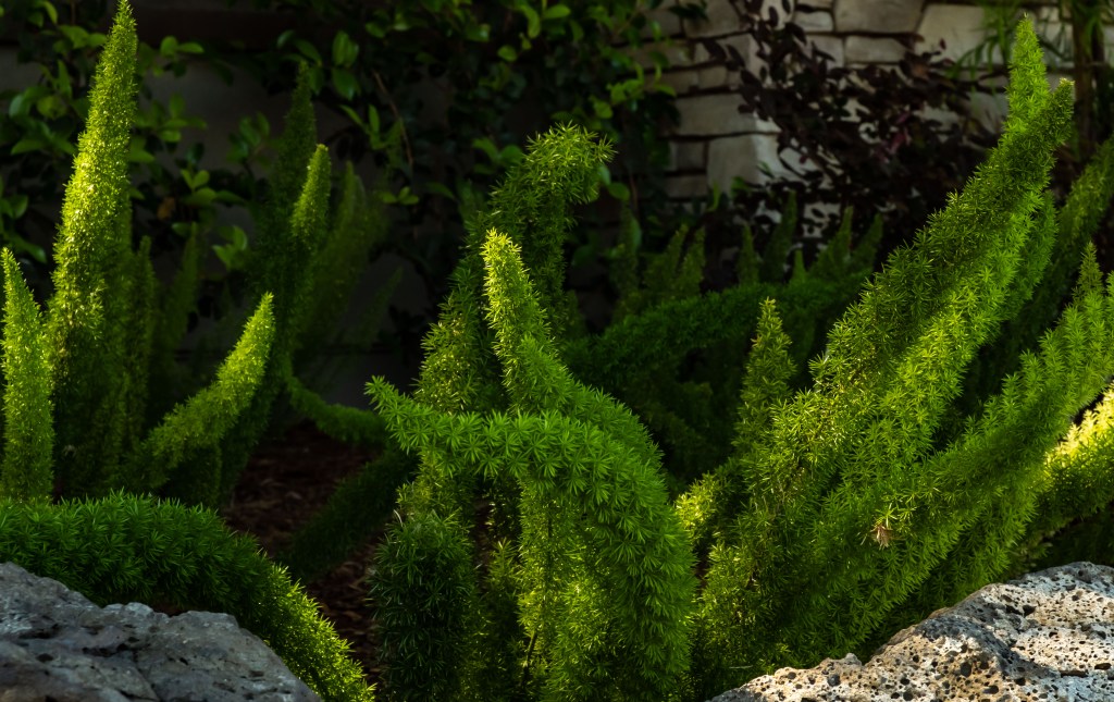 Invasion of the asparagus&nbsp;ferns