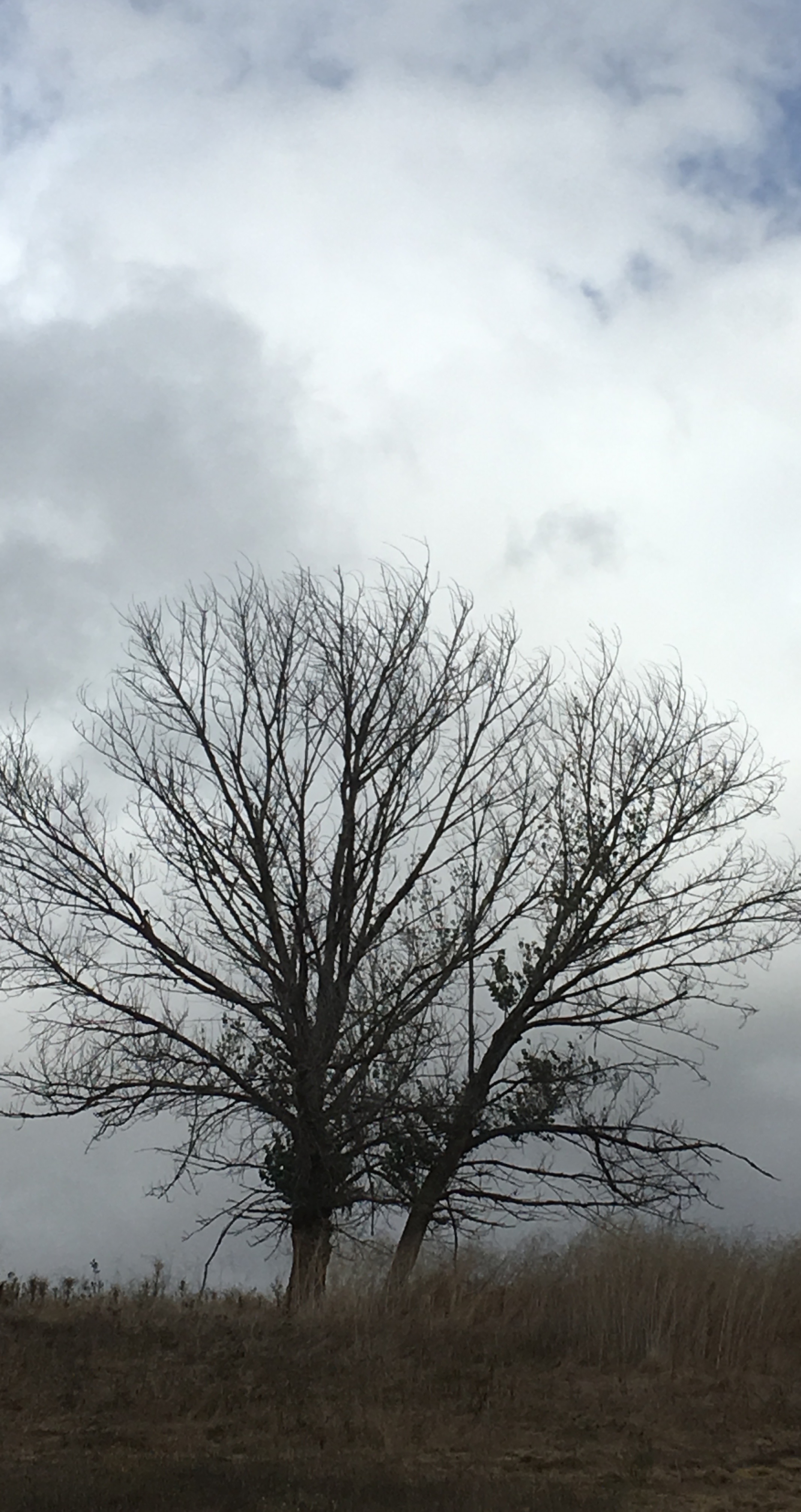 welcoming-the-first-storm