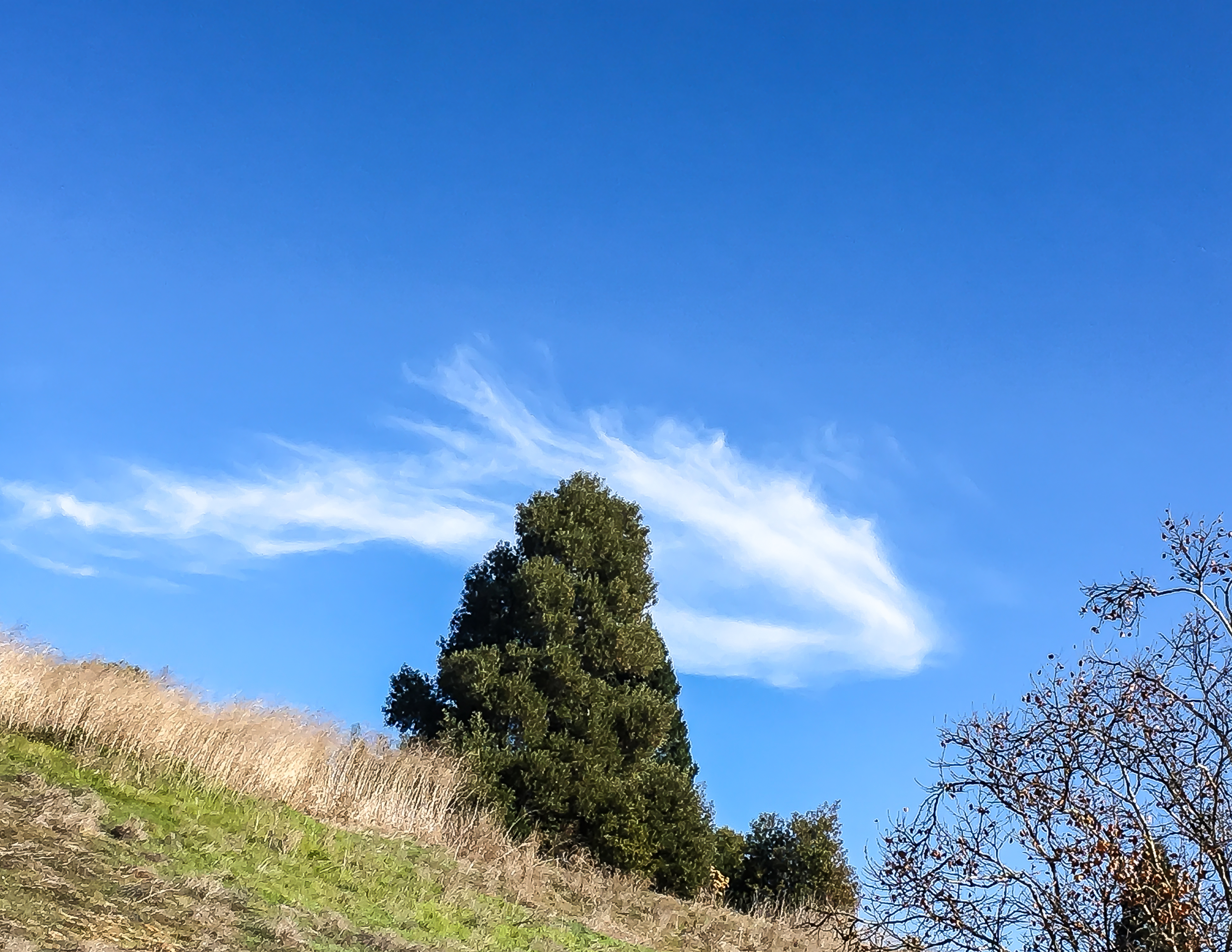 Tree with Cloud 1-4298