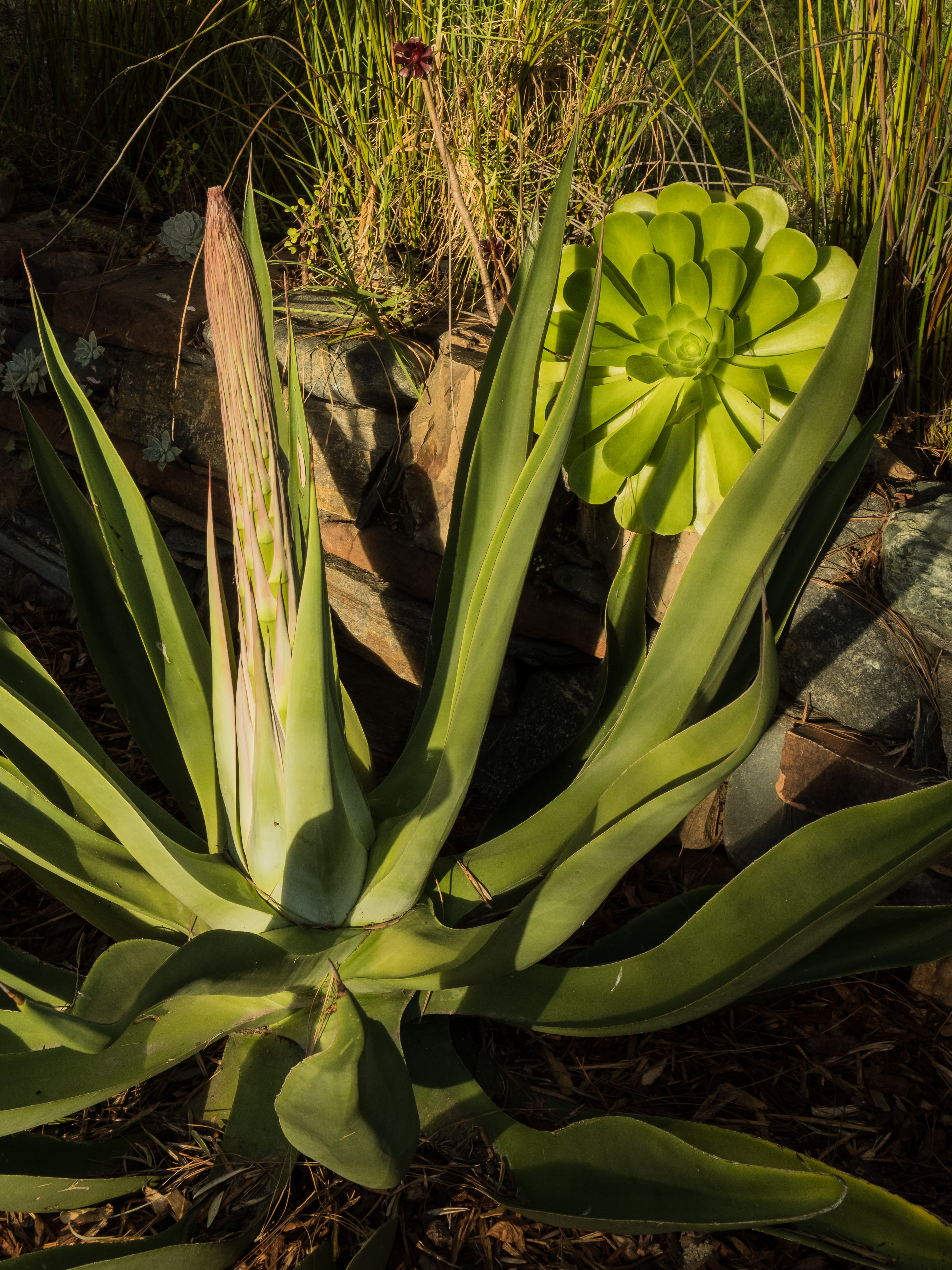 early morning cactus & succulent-0214