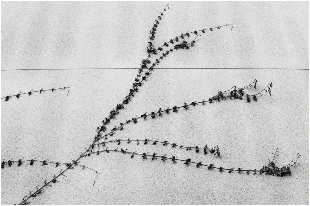 Monochrome Mondays: Resting for&nbsp;now