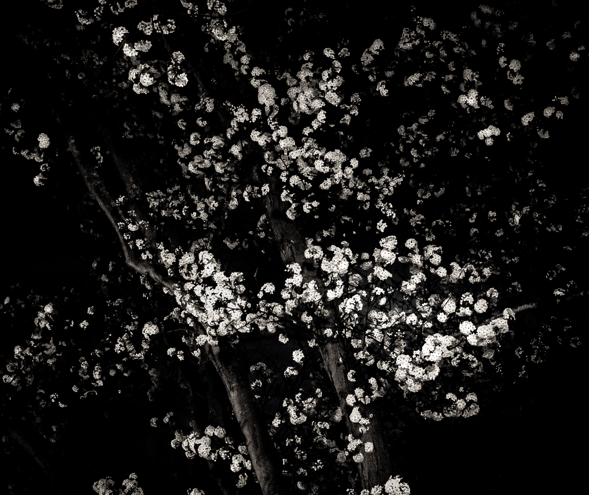 Spring blossoms-night time-city lights-0108