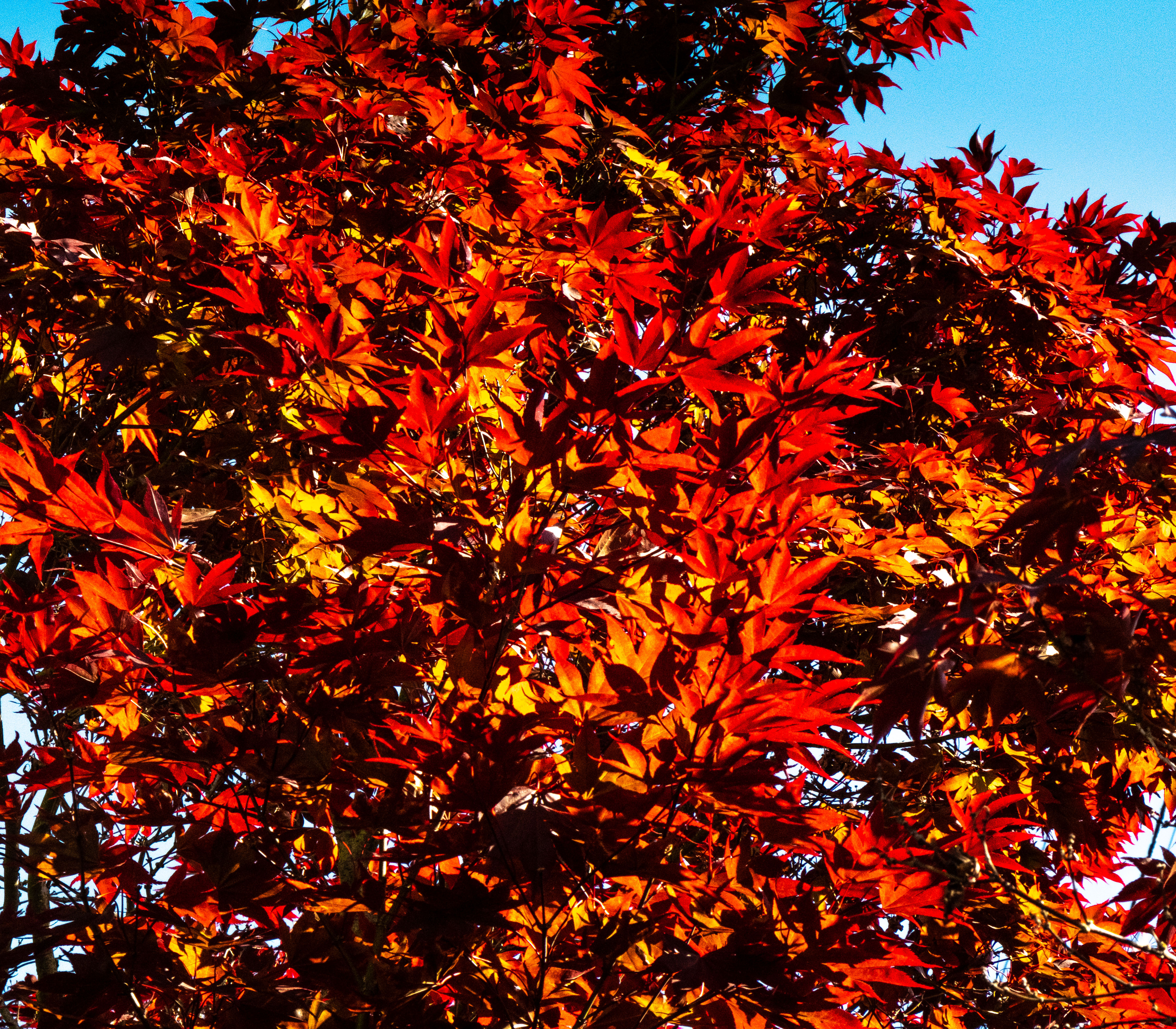 Berkeley stroll-1667