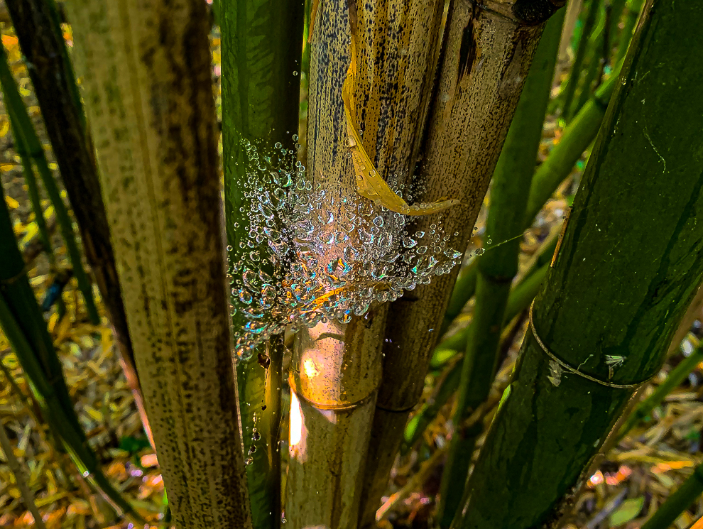 Floating Water Drops - Bamboo-9663-2