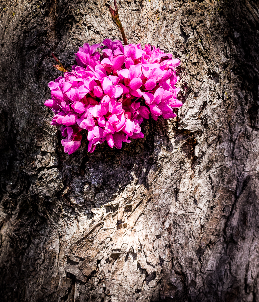 Springtime – San Ramon,&nbsp;California