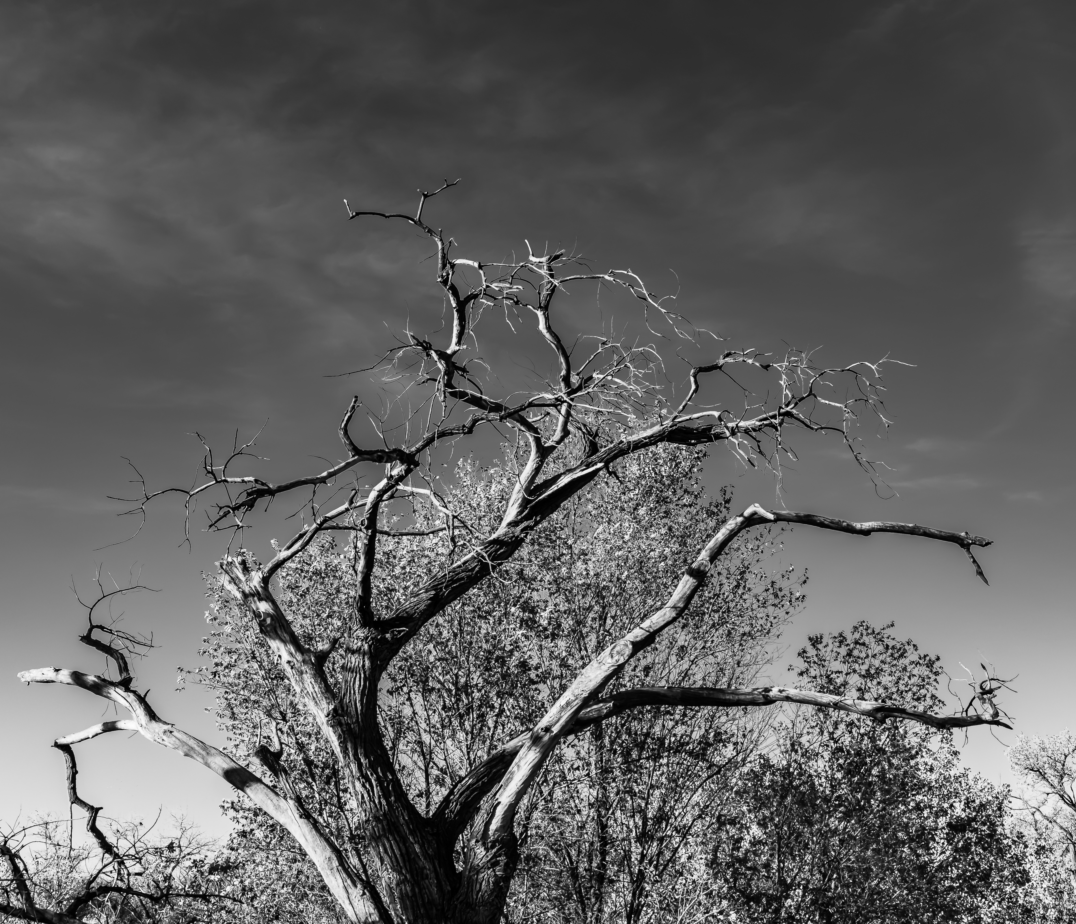 Afternoon along the Rio Grande-2843