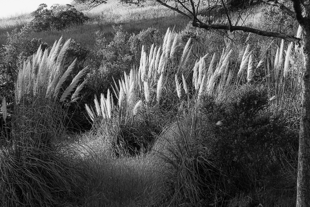 Monochrome Mondays: Touched by the setting&nbsp;sun