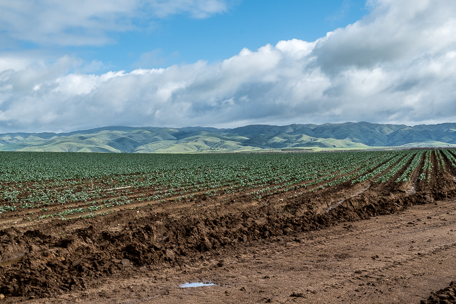 Morning along the Salinas-3828