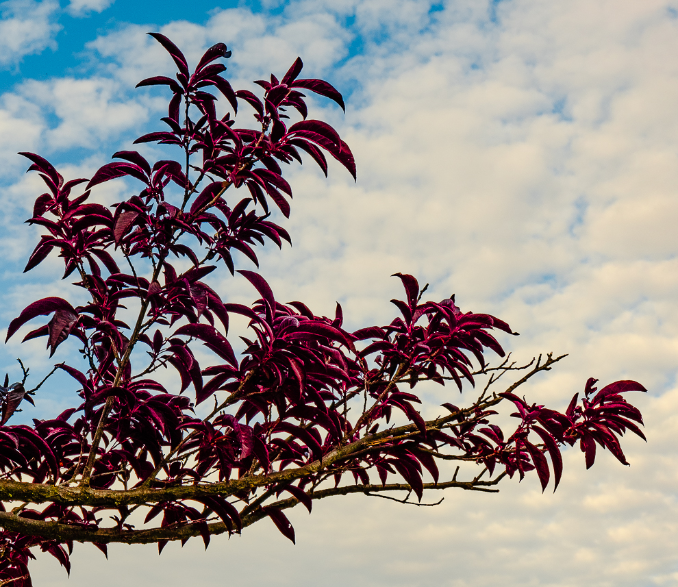 WW-Purple leaf plum tree-0046