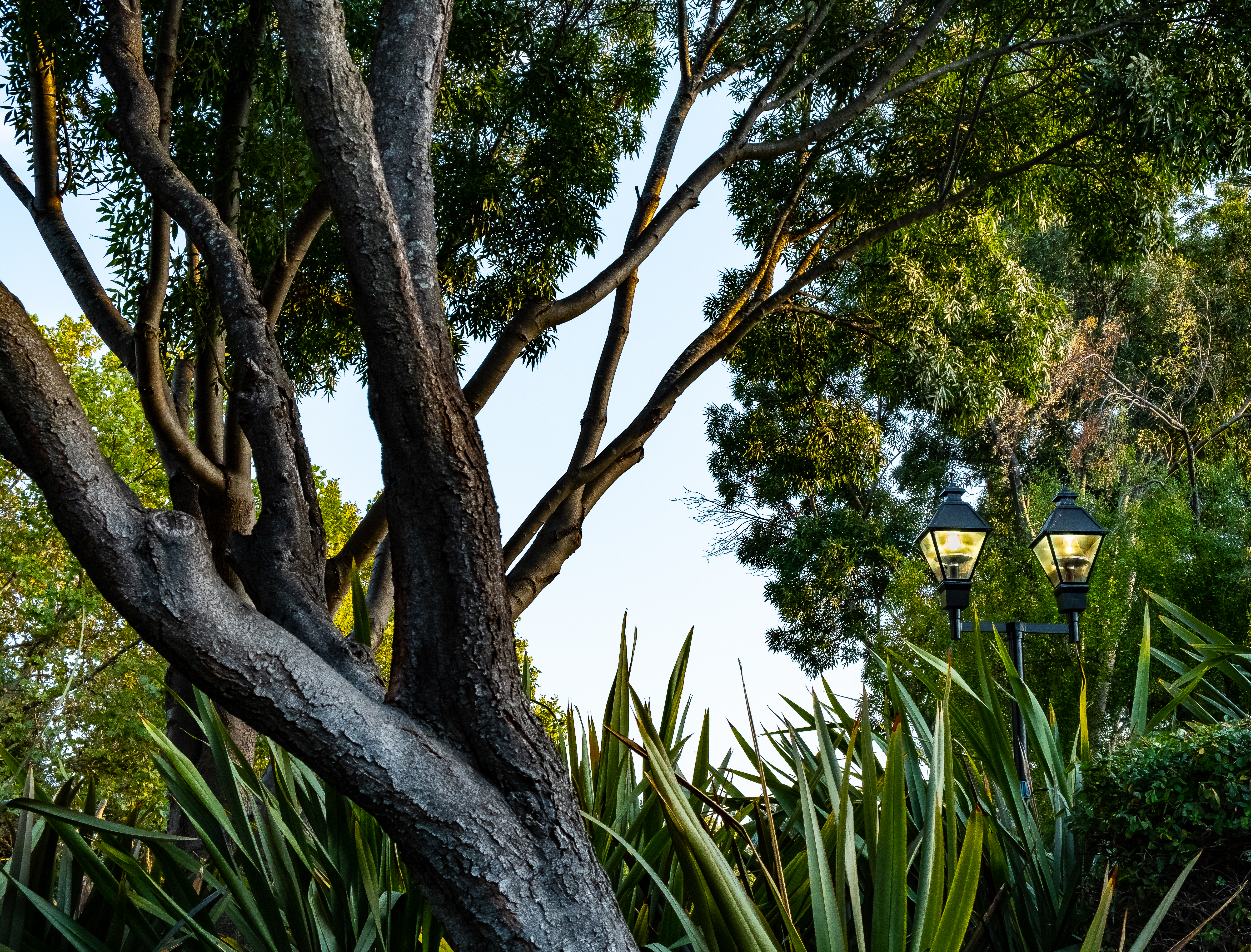 Trees and Lamps-2492