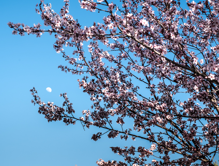 Plum Tree-0621