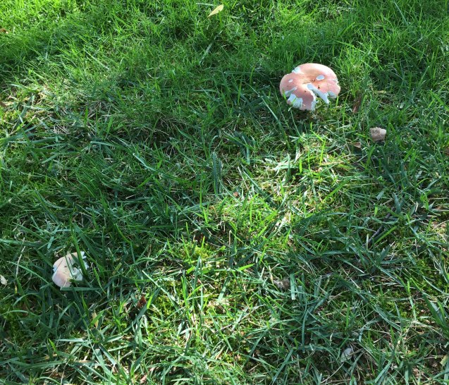 Mushrooms in drought