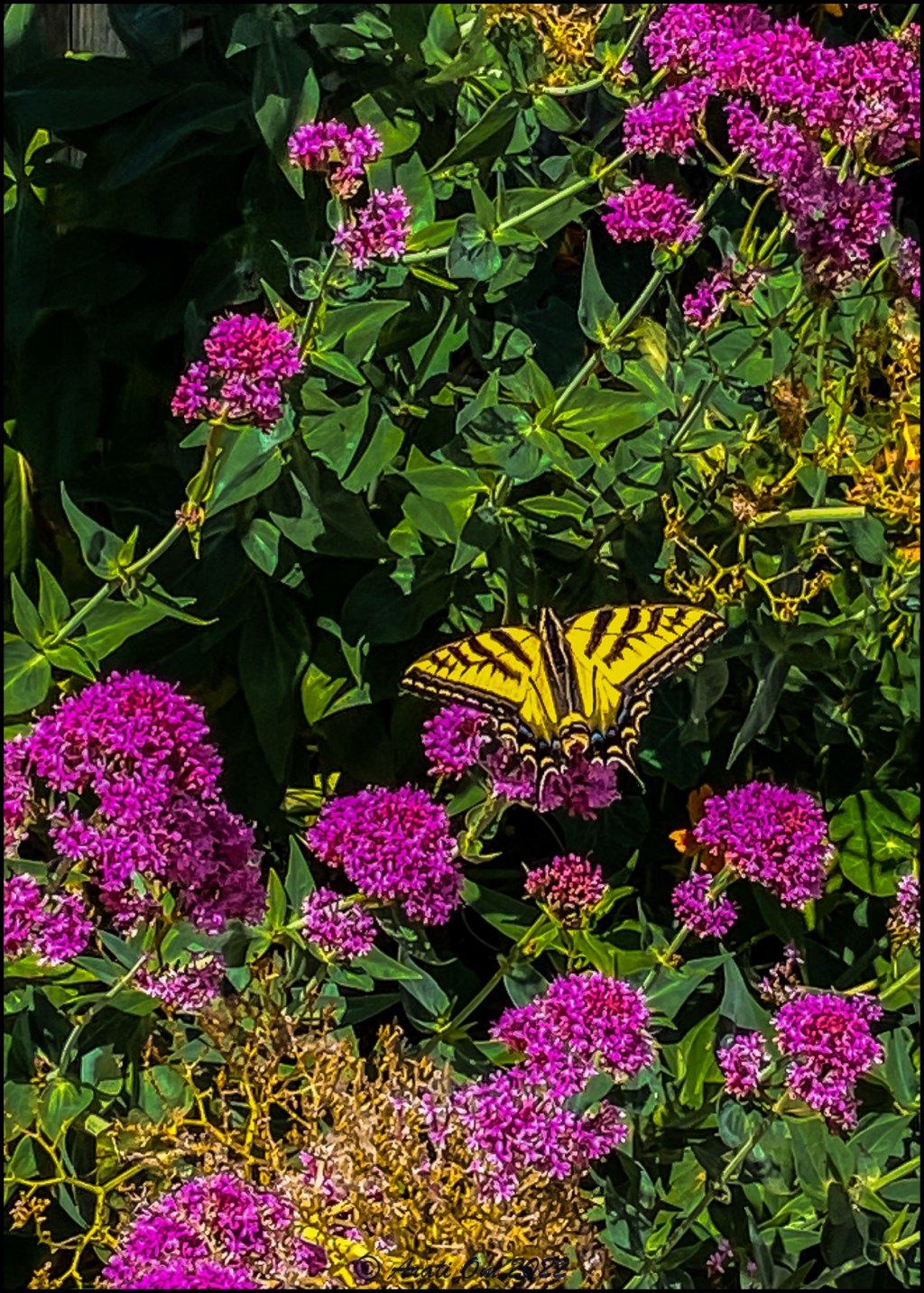 Yellow swallowtail butterfly