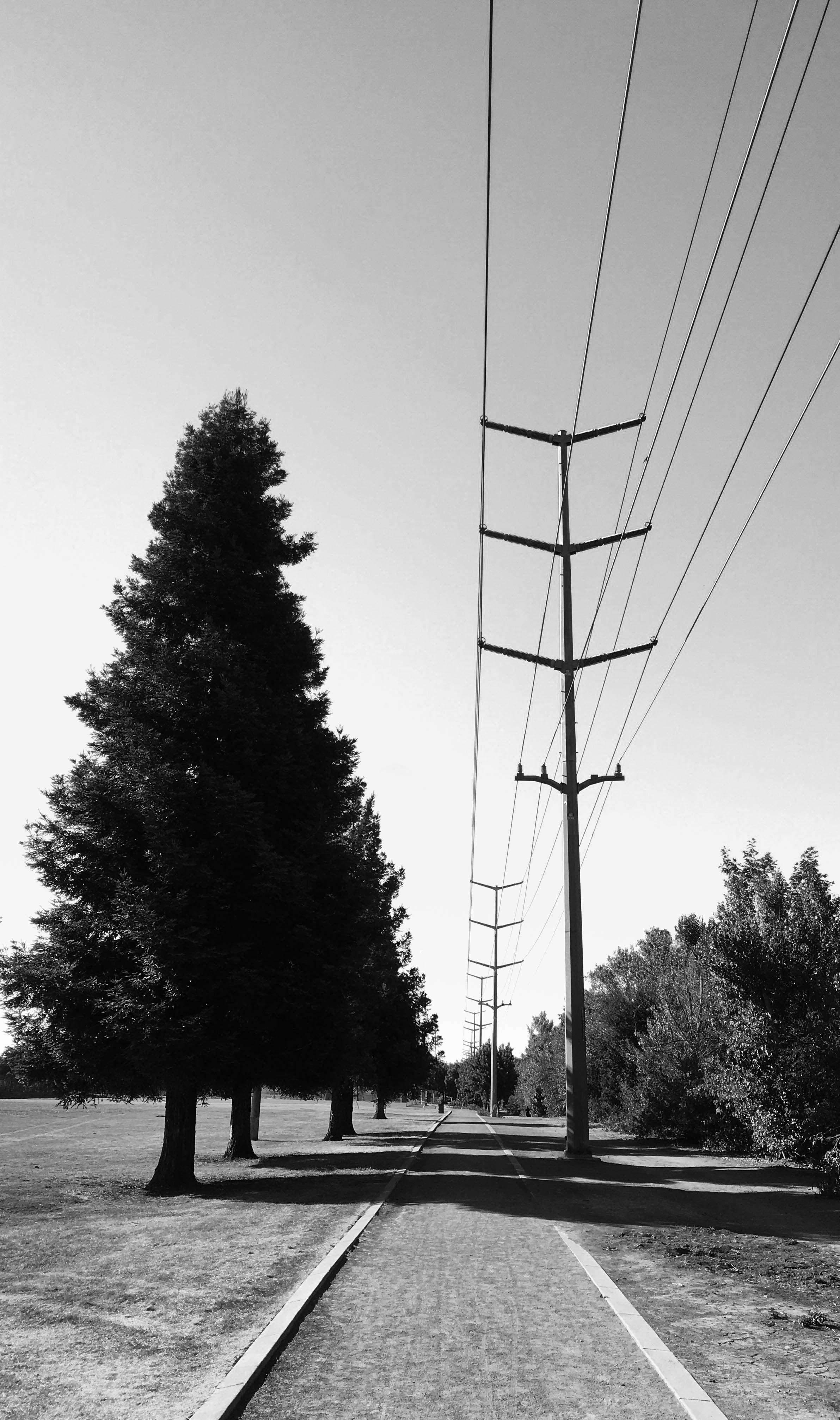 Trees and Ts BW Lr2