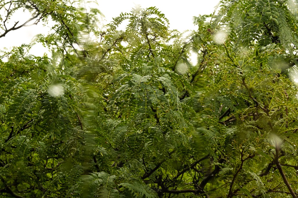 Lens-Artists Challenge #95 – All&nbsp;wet