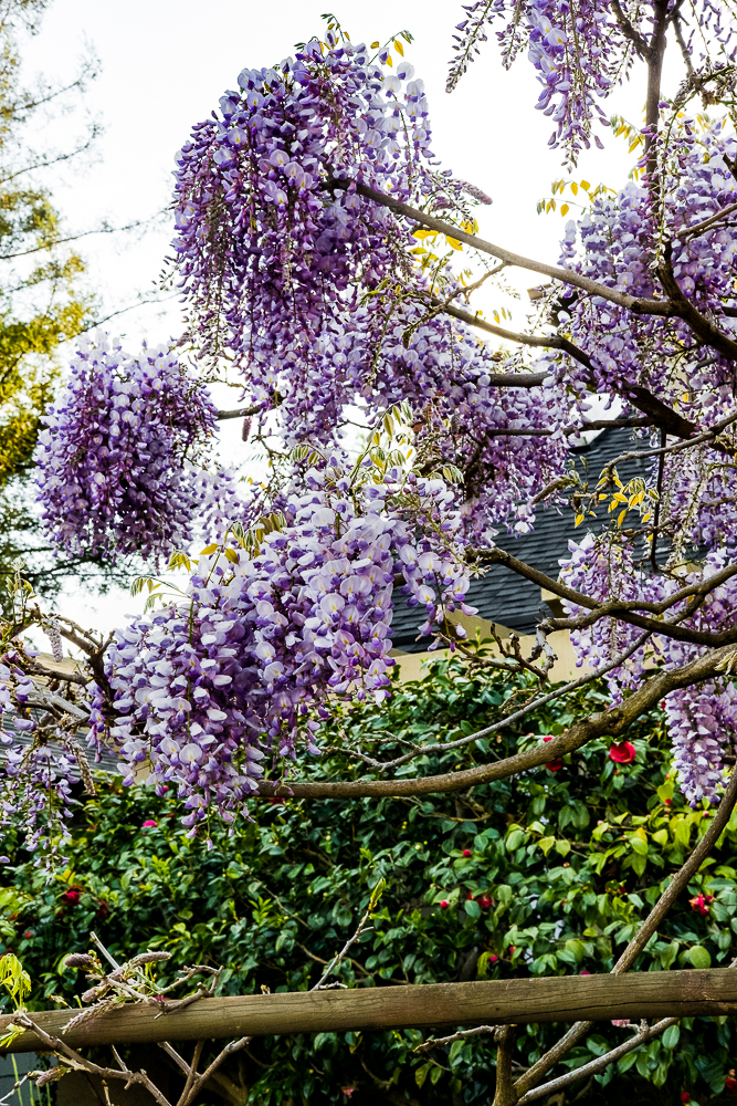 Wisteria Berkeley-4155-3
