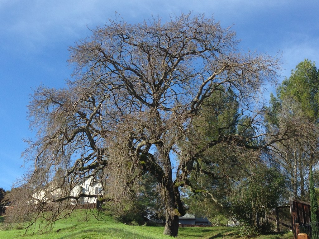 Grandma Oak Tree