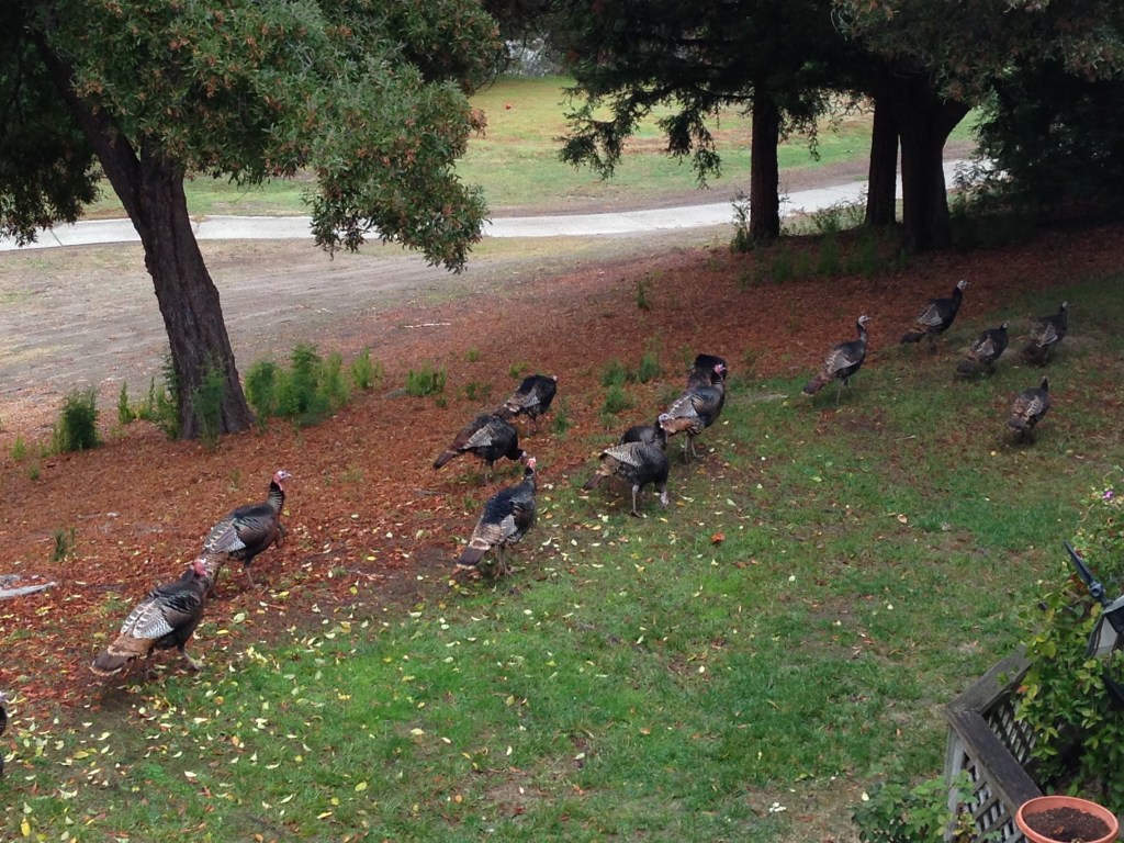 A Rafter beneath my balcony