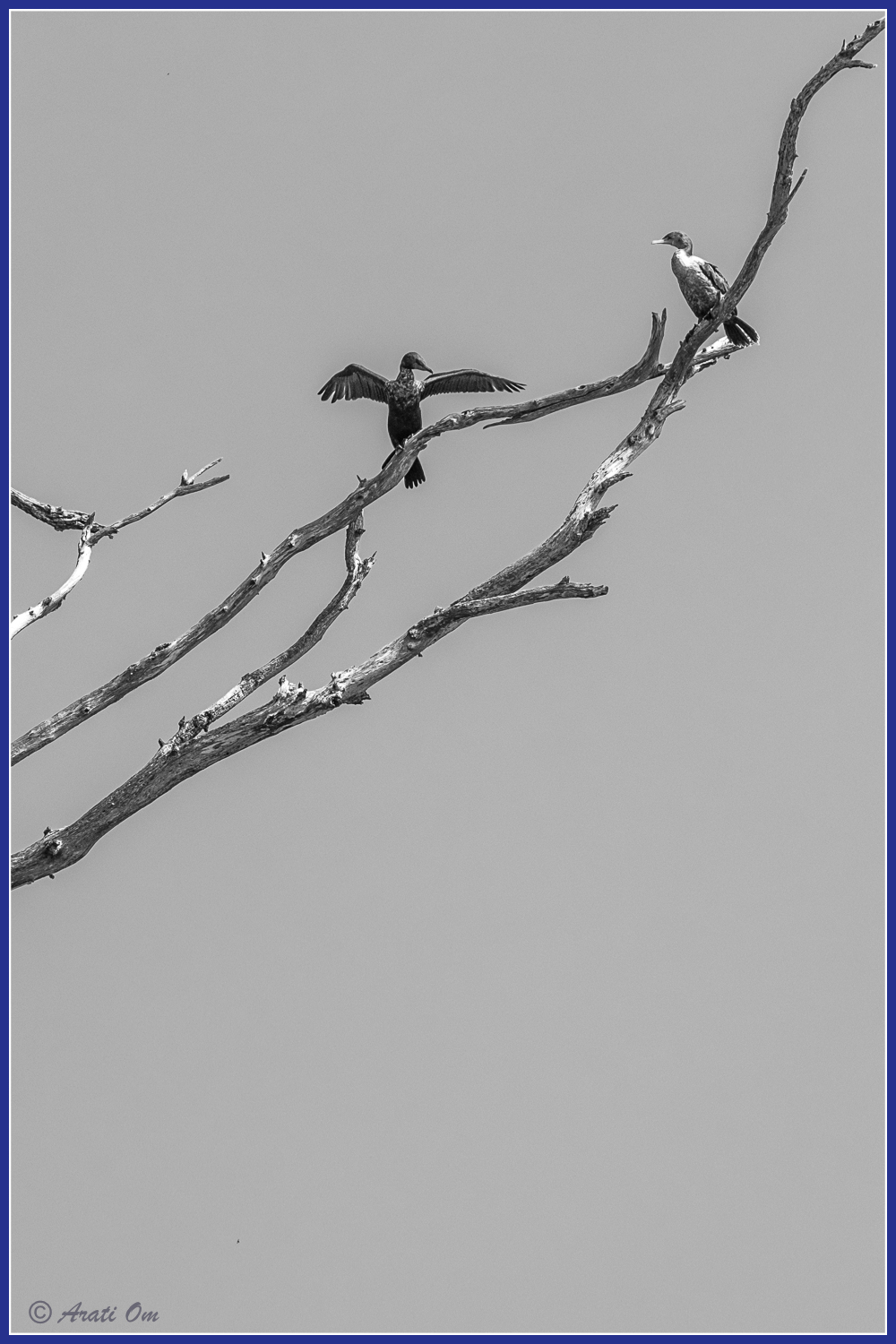 Monochrome Mondays: Looking&nbsp;up