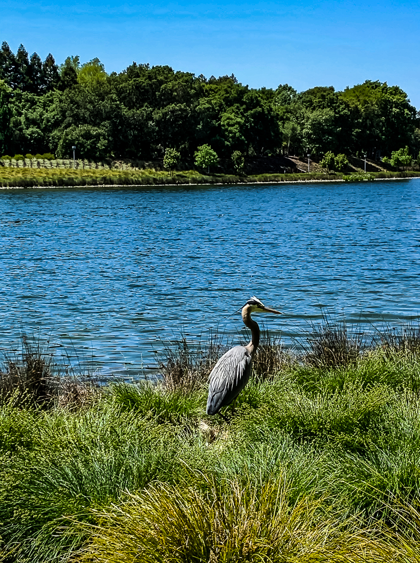 Blue Heron BR lake - SR-6721-2