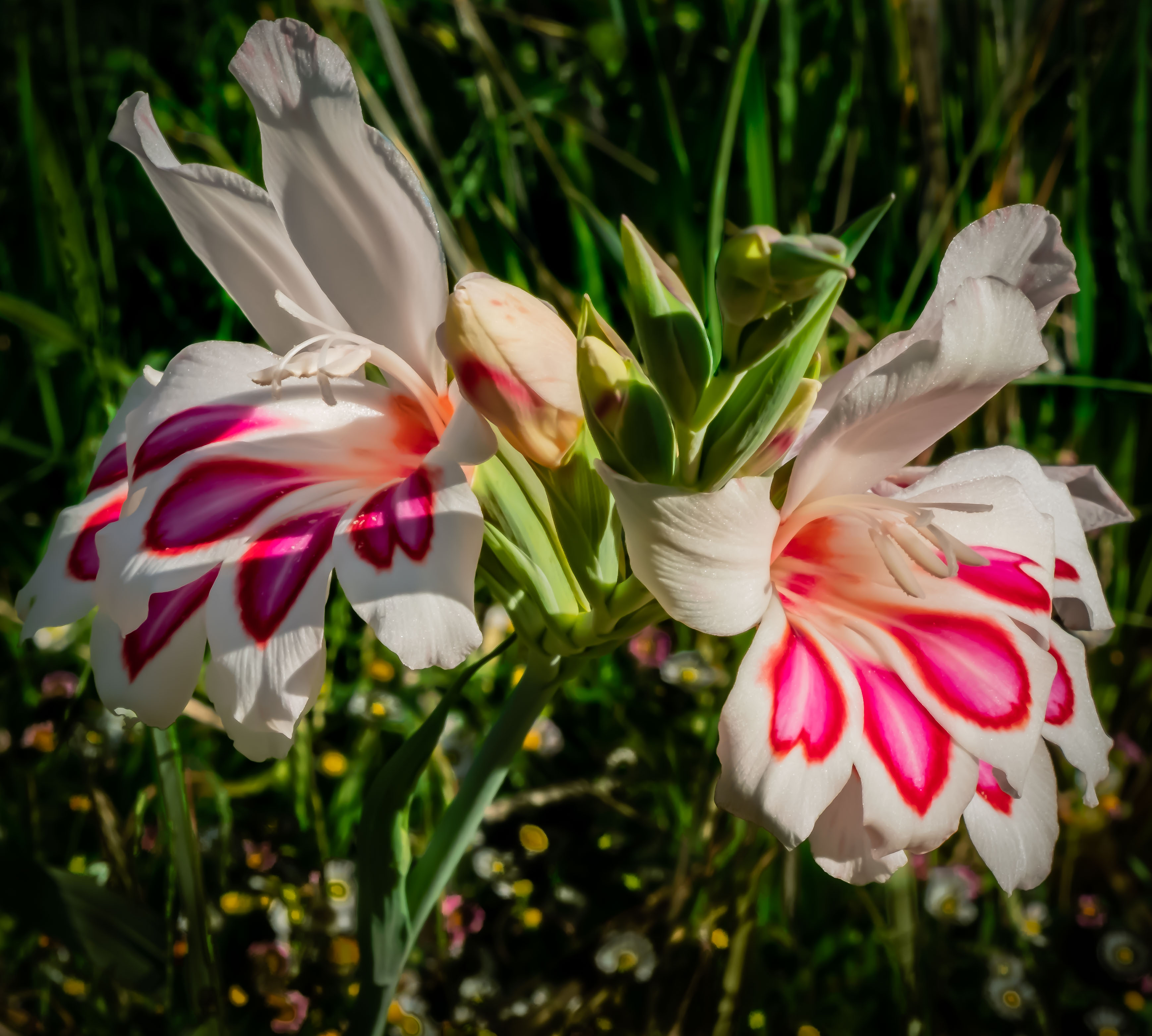 Berkeley stroll Peppermint Lily-1716