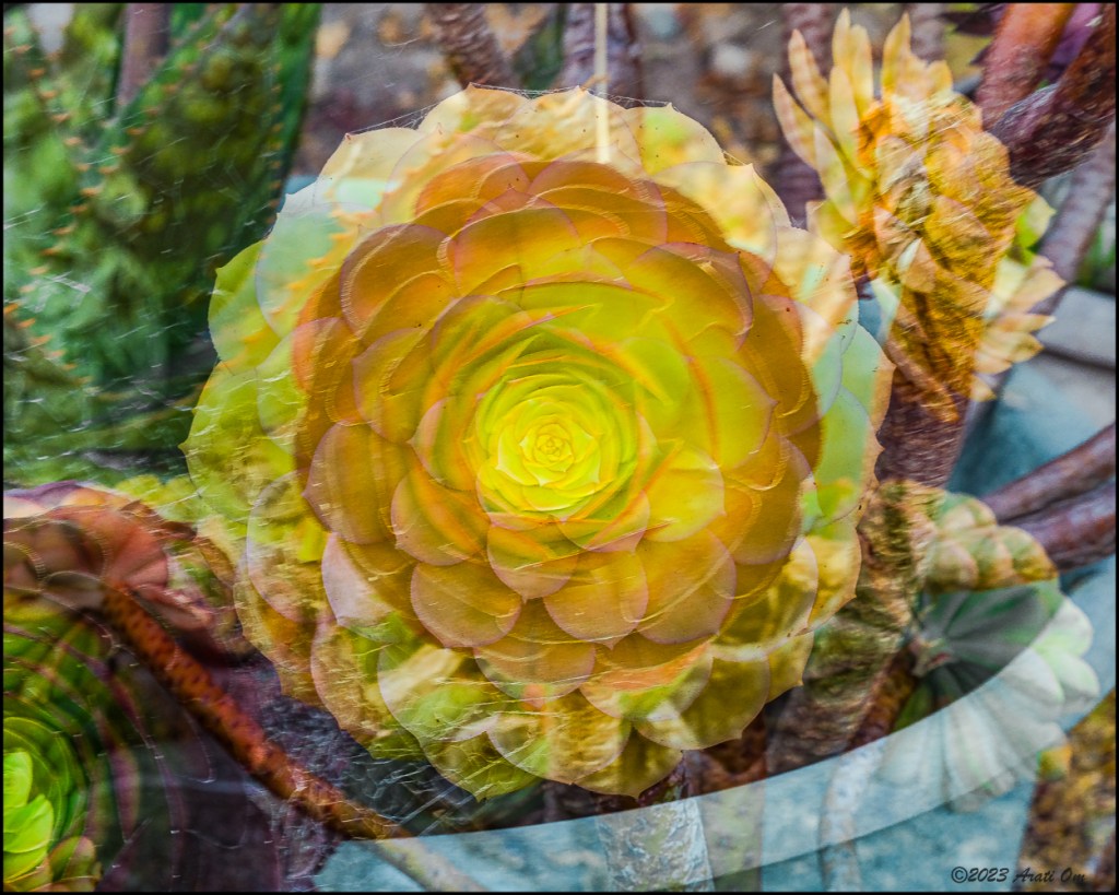 Succulents and cobwebs