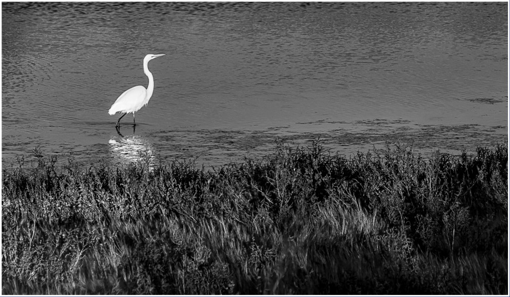 Monochrome Mondays: Egret -Corcoran&nbsp;Lagoon