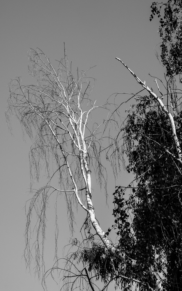 Tree 246 CWW BW-0905