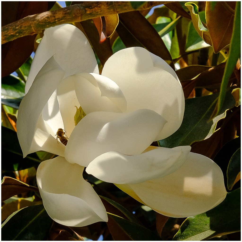 Magnolia and a&nbsp;bee