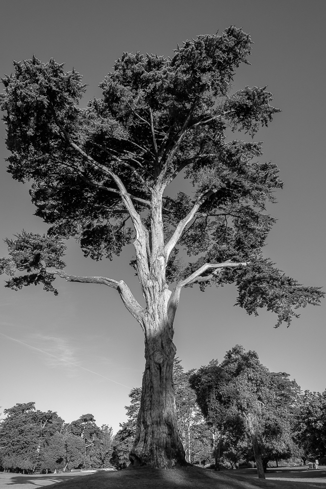Monochrome Mondays: Trees – the lungs of the&nbsp;Earth