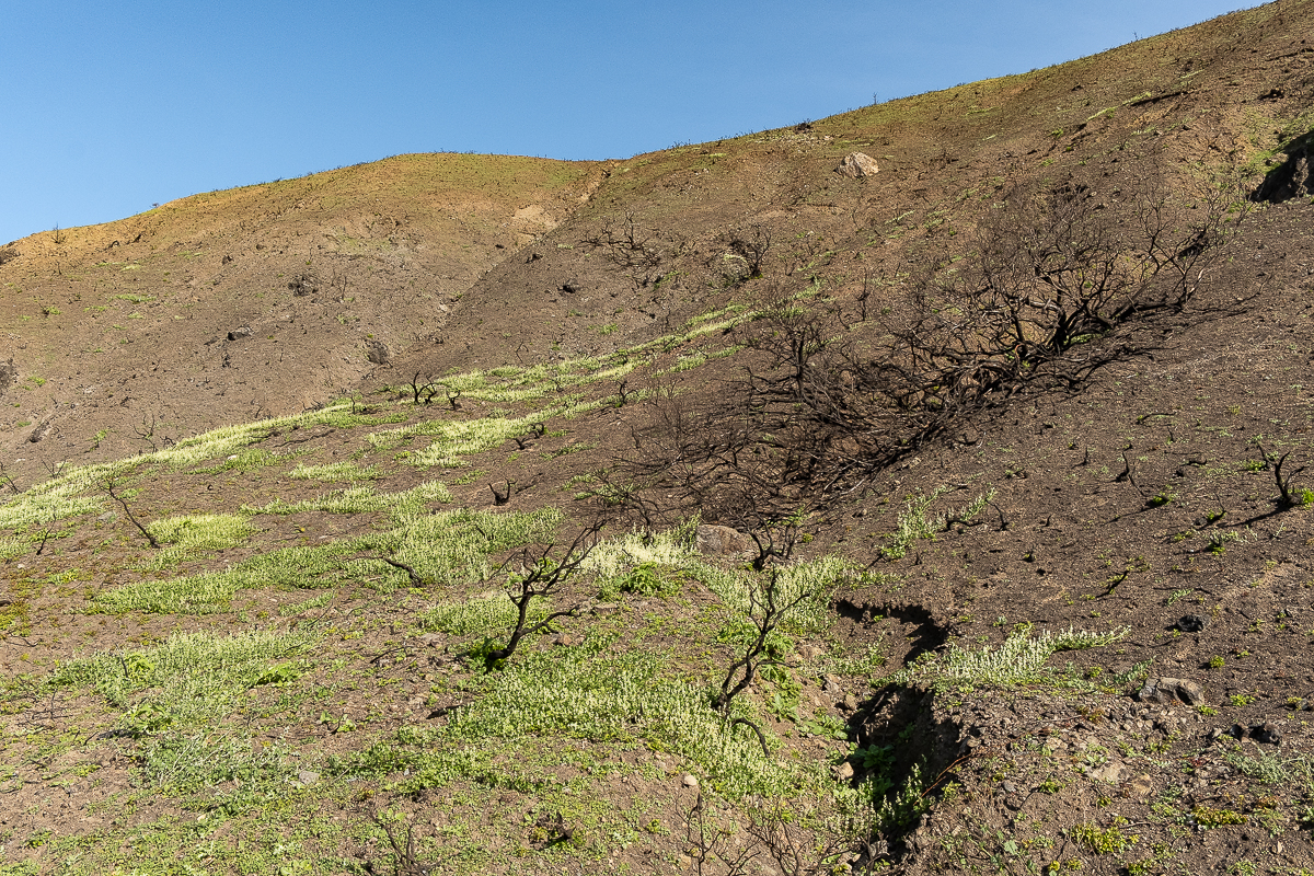 WW-After the fire - North Coast-6715