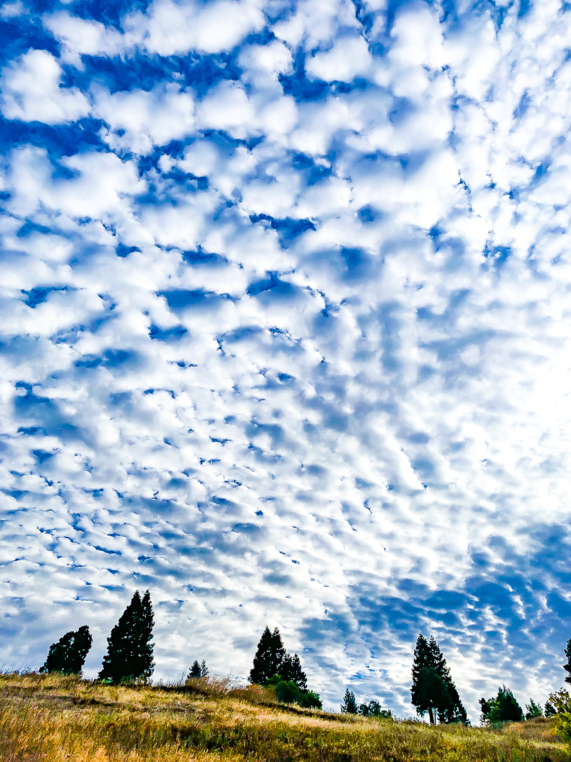 Sheep grazing across the sky-7167