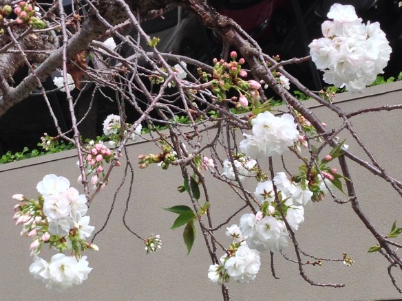 WPC Fresh - Spring Danville