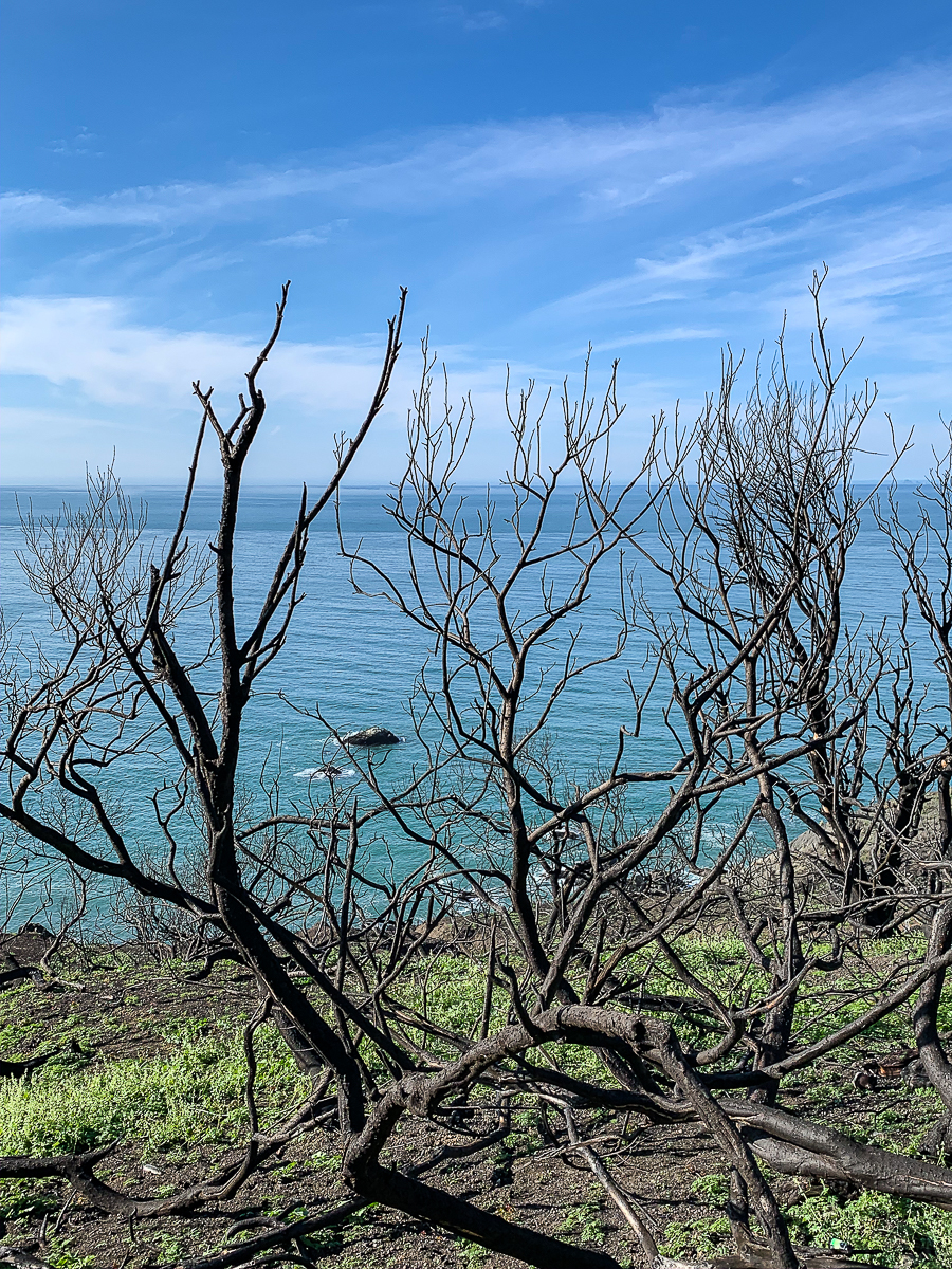 WW-After the fire - North Coast-8383