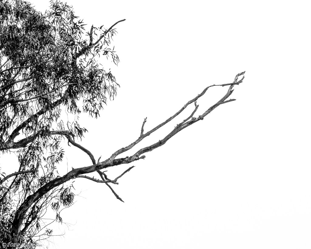 Monochrome Mondays: Out on a&nbsp;limb