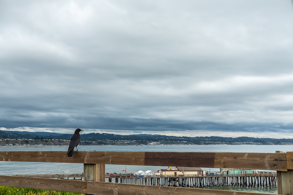 Hanging out with the birds - Capitola-5701