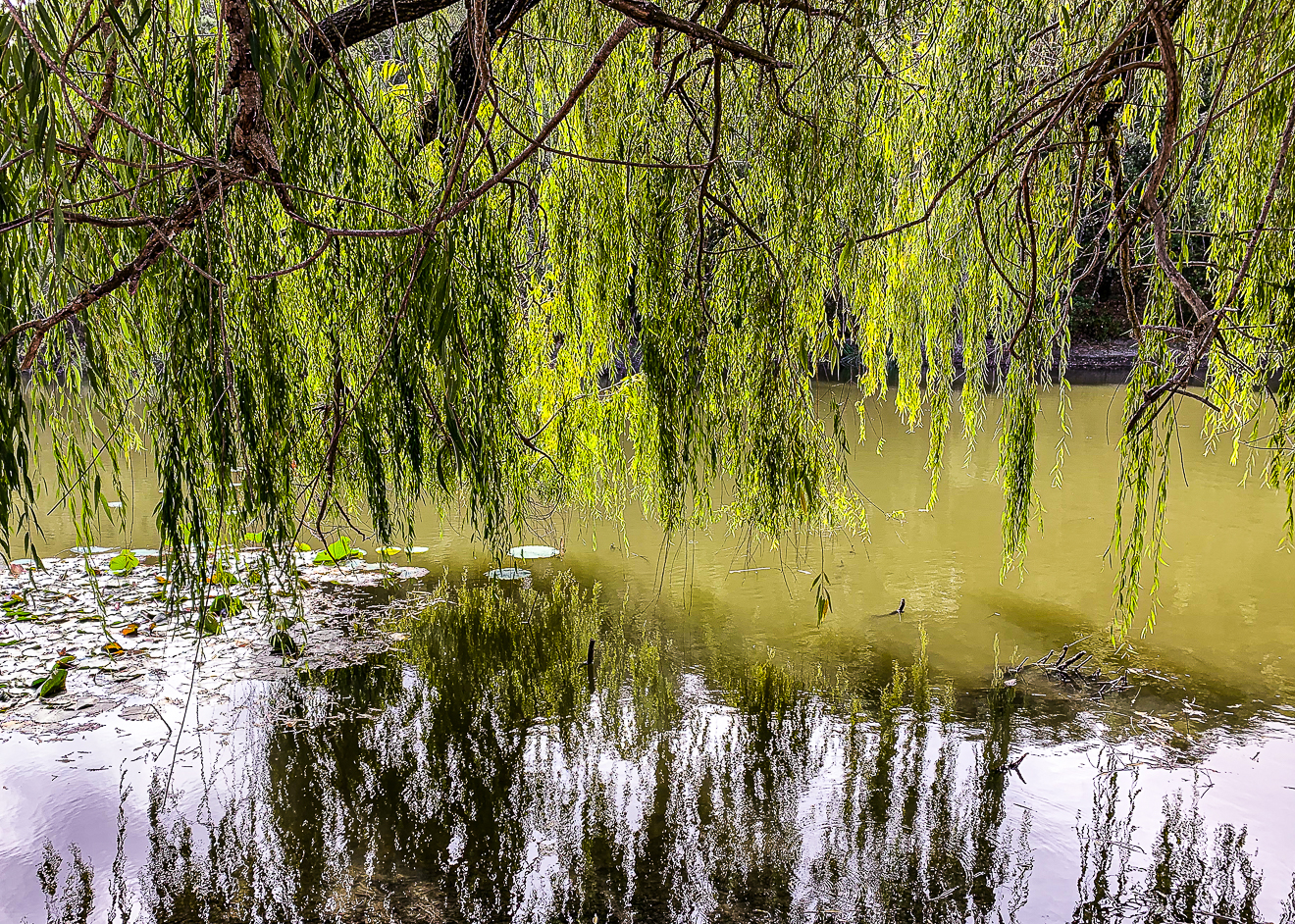 WW-Weeping willow - MAC-7433-2